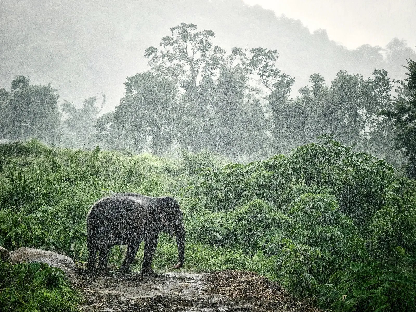 Chasing the Rains: The Ultimate Guide to Experiencing the Indian Monsoon