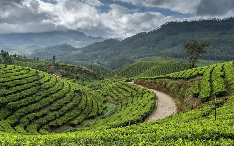 The Ultimate Guide to Munnar: Kerala's Most Searched Hill Station