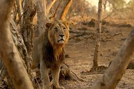 Gir National Park -- last refuge of the Asiatic lion in Gujarat